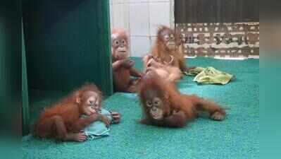 One rescued orangutan develops fever, vets on alert at Nandankanan