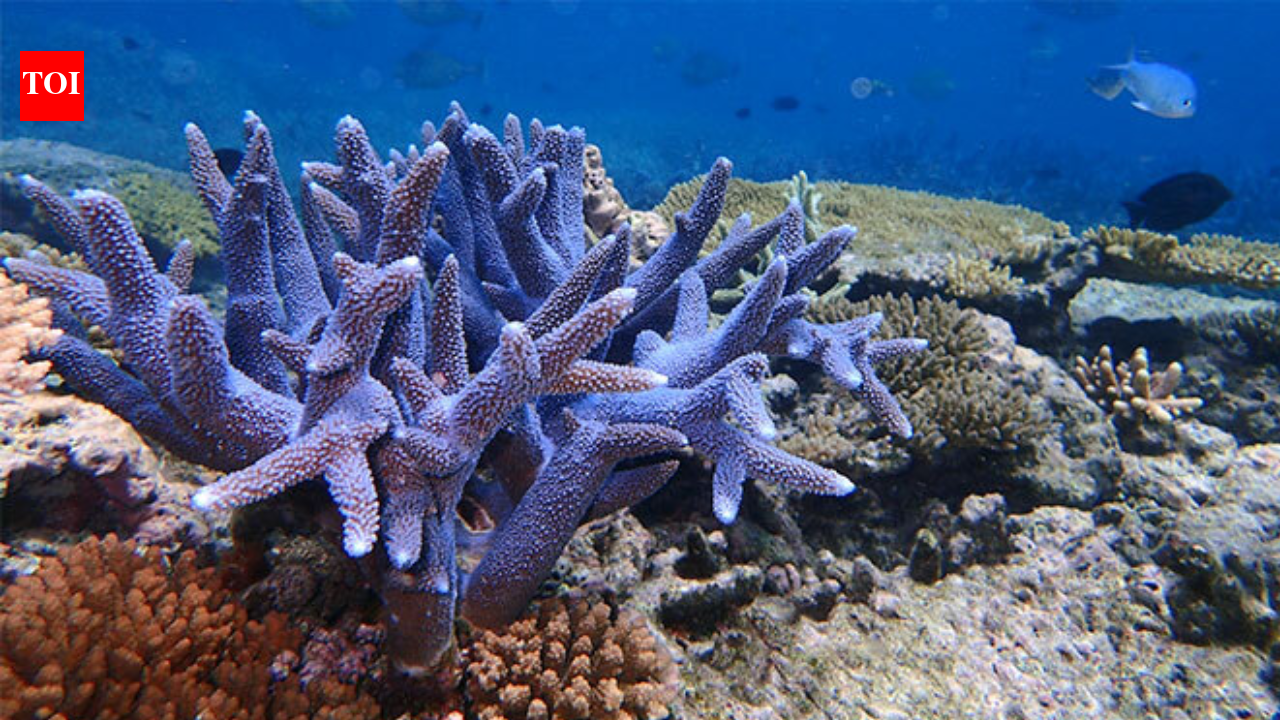 In 2015, Hawaii rescued fragments of a coral found only in Kaneohe Bay; after its wild colonies...