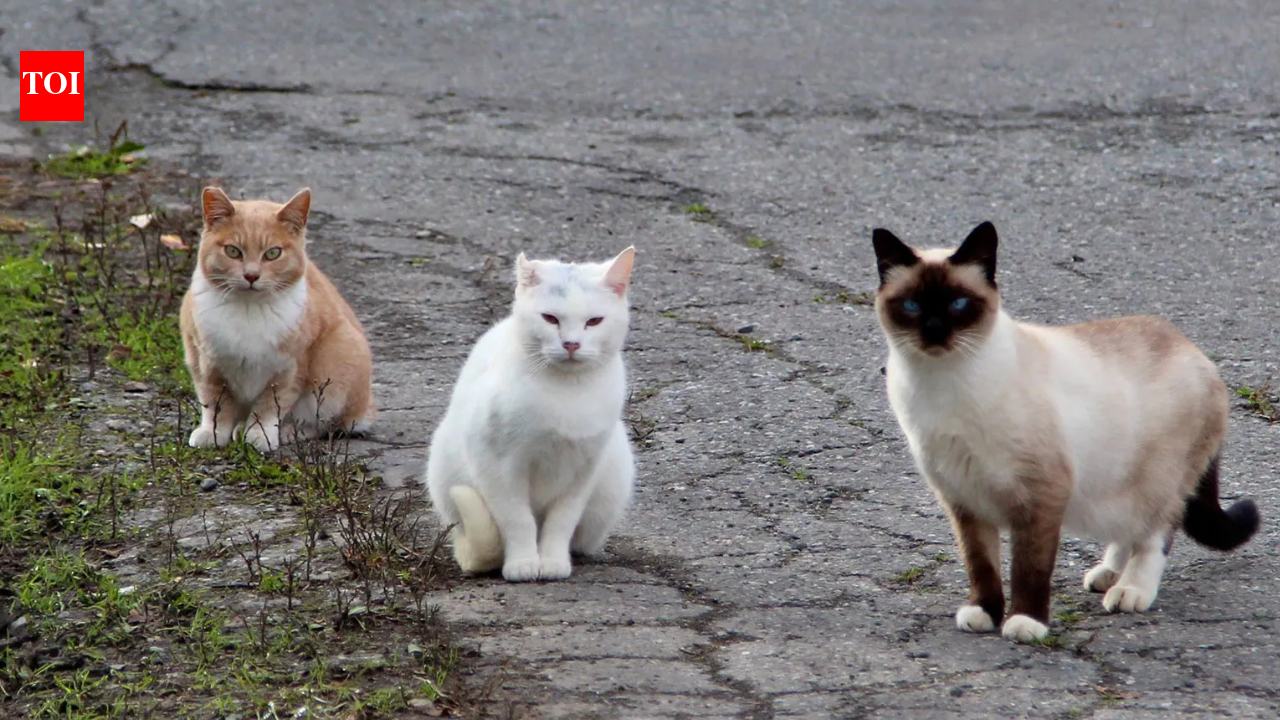 In 2016, NSW began fencing feral cats and foxes out of three reserves; 10 years later...