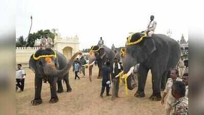 Mysuru welcomes 3 elephants as Dasara festival preparations advance