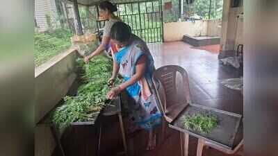 Moringa takes root in Goa as a nutrient-rich superfood