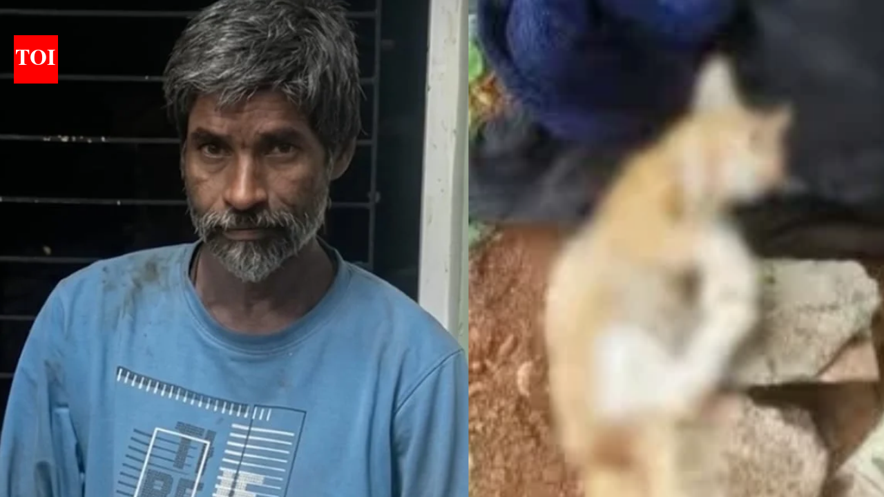 Chembur cat killer gets bail day after arrest, activists upset
