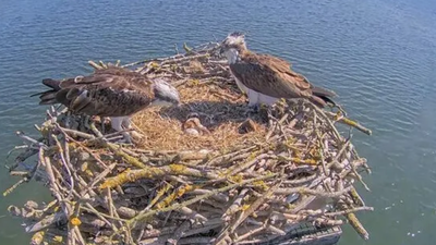 In 1996, England began moving Scottish osprey chicks to Rutland after the species vanished as a breeder in 1847; 30 years later, 300 have fledged and the population is self-sustaining