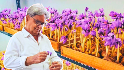 In 2019, this engineer started cultivating saffron, not in Kashmir but inside a room in Noida; he invested ₹6 lakh and now earns an estimated ₹3.5 lakh a month