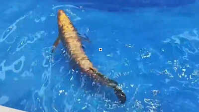 Watch: China unveils robotic fish modelled on the golden arowana for underwater navigation