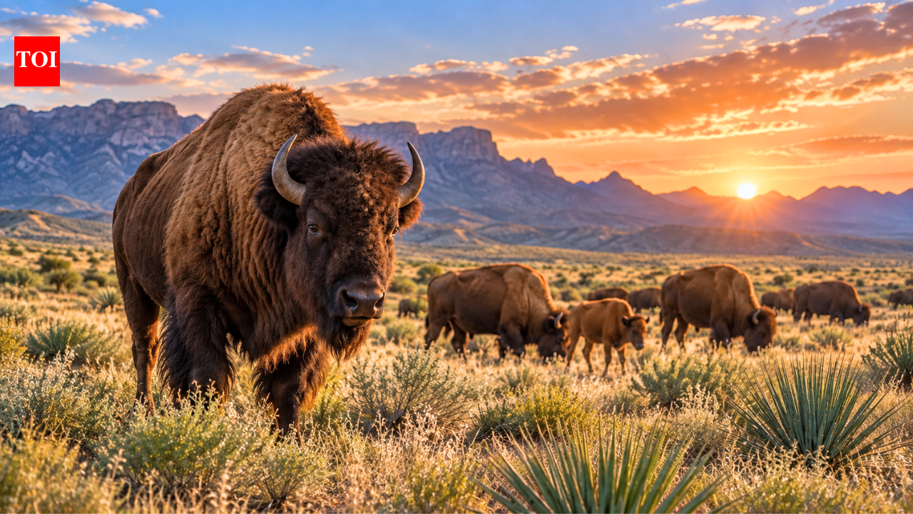 Mexico brought bison back to the Chihuahuan Desert after they were hunted to extinction 160 years ago; within months, they began restoring soil and the ecosystem