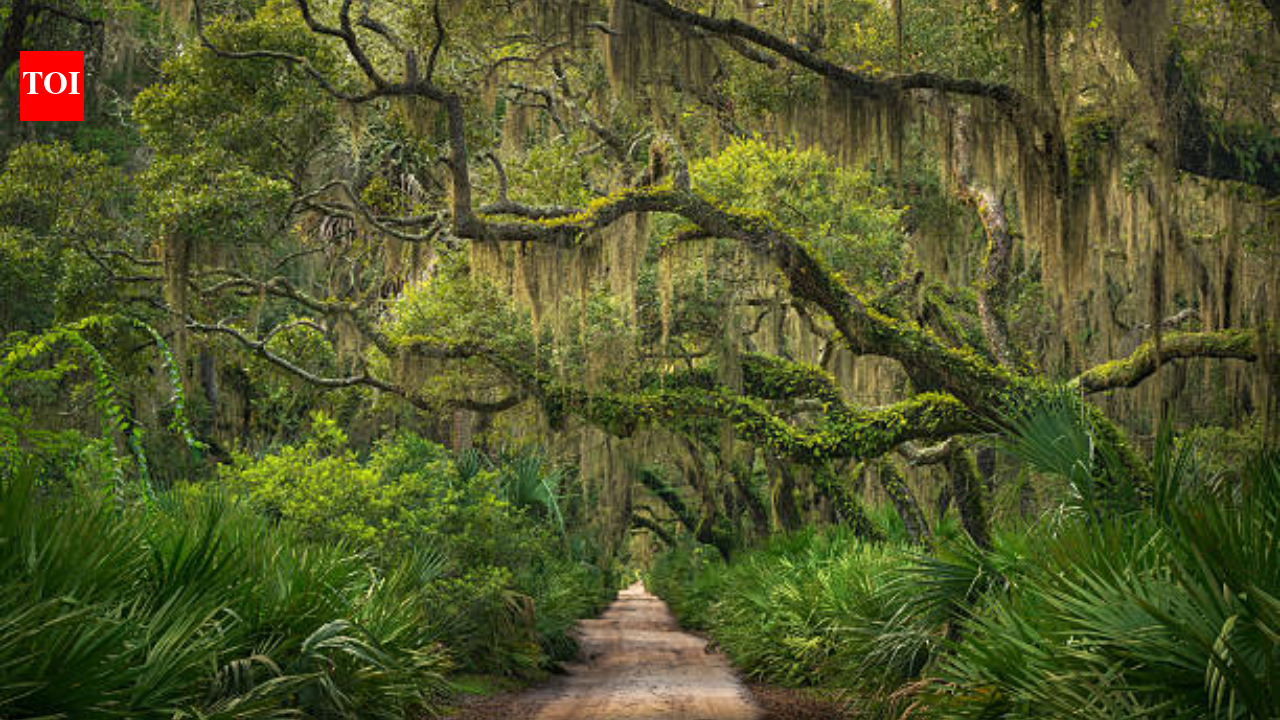 US may swap federal land on Georgia’s Cumberland Island for private parcels; conservation rules could reshape what happens next