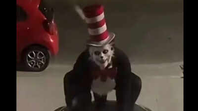  Cat In The Hat Creepy Viral Trend Sparks School Warnings And Teen 