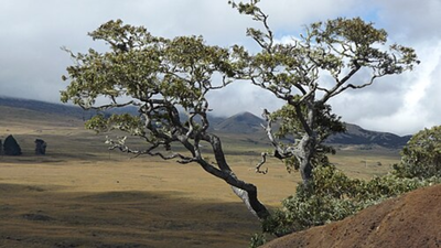 Scientists planted 150,650 native koa trees on Hawaii’s abandoned pasture, but 20 years later endangered birds were moving into the young forest