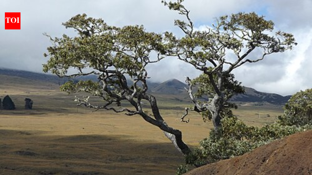 Scientists planted 150,650 koa trees, and endangered birds moved right in