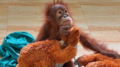 1 of 5 rescued baby orangutan develops fever at Odisha's Nandankanan Zoo, expert cites stress