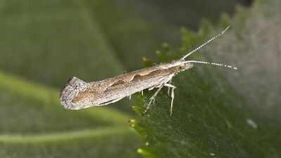 Scientists exposed diamondback moths to extreme heat for 3 years; their descendants evolved faster development and greater heat survival