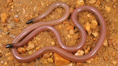 Meet Adrian Borsboom: The Australian ecologist who lifted a rock and found a snake that looked like a worm; 34 years later, no one has found another