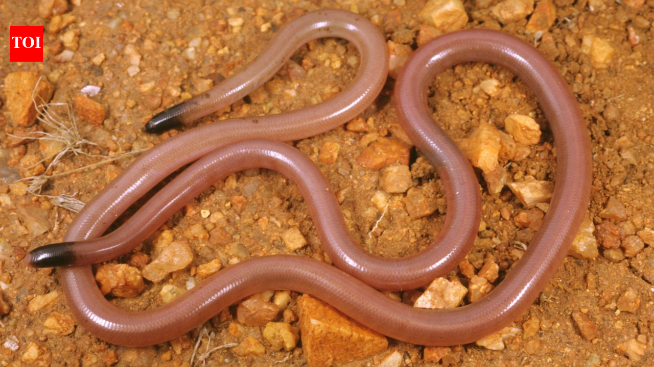 Meet Adrian Borsboom: Ecologist finds a worm-like snake; 34 years later, no one found another