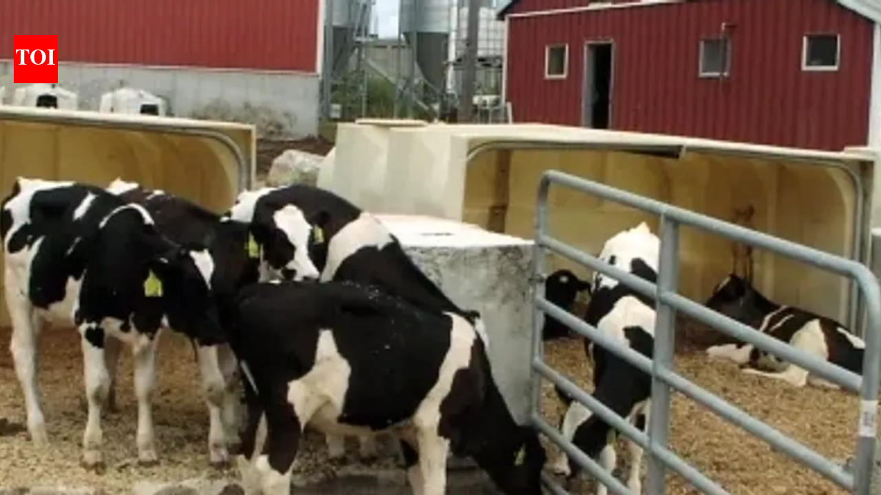Massachusetts dairy turned cow manure and food waste into energy; it now saves thousands on heat, fertiliser and bedding