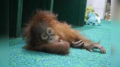 Nandankanan plans open-air exposure for rescued orangutans