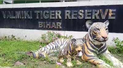 Sundarban, Buxa teams to reach VTR today for tigress translocation