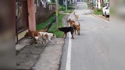 RMC plans 50-kennel centre to control stray dog population