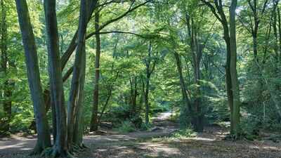 Britain planted woodland on former farmland; 25 years later, scientists found its soil and plants were still different from ancient woodland
