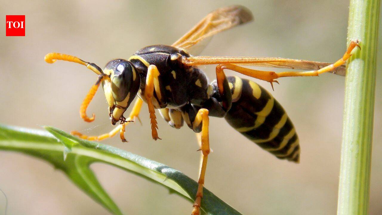 Britain’s wasps are unusually scarce this summer, leaving researchers struggling to find them