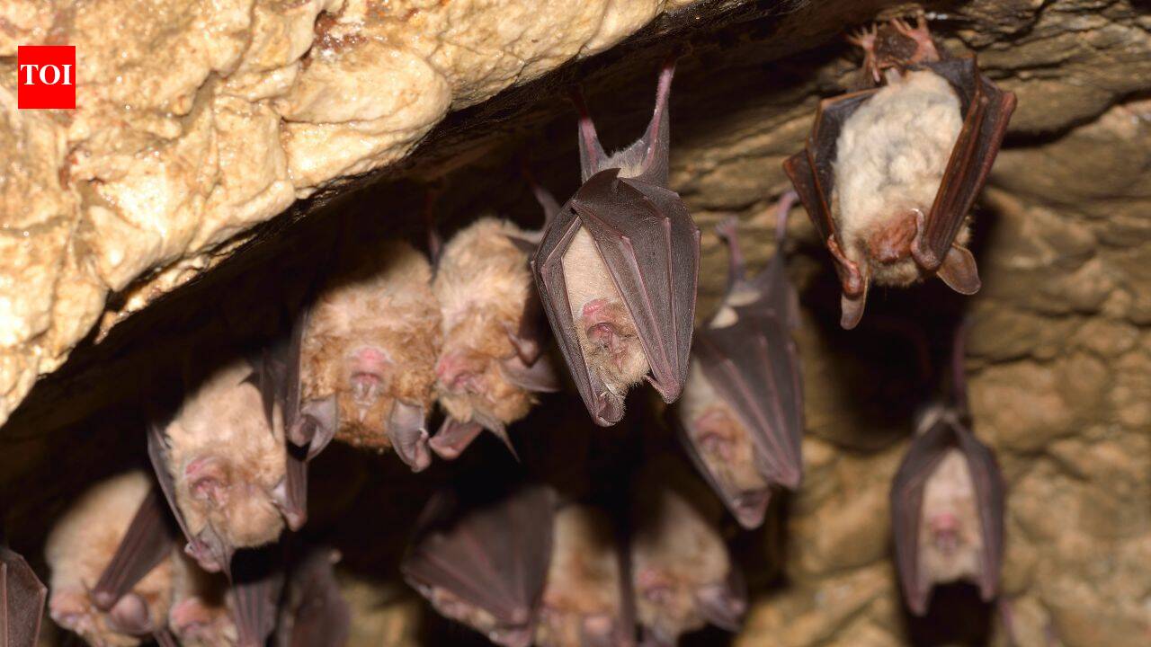 Why some bats live 50 years: Longevity genes overlap with cancer and virus defenses