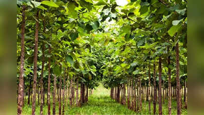 JSPCB’s teak plantation drive sequesters 16,180kg CO2 in a year, shows data