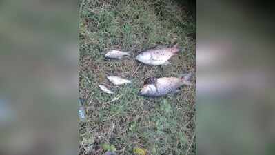 Fishing restricted in Rama Sagar