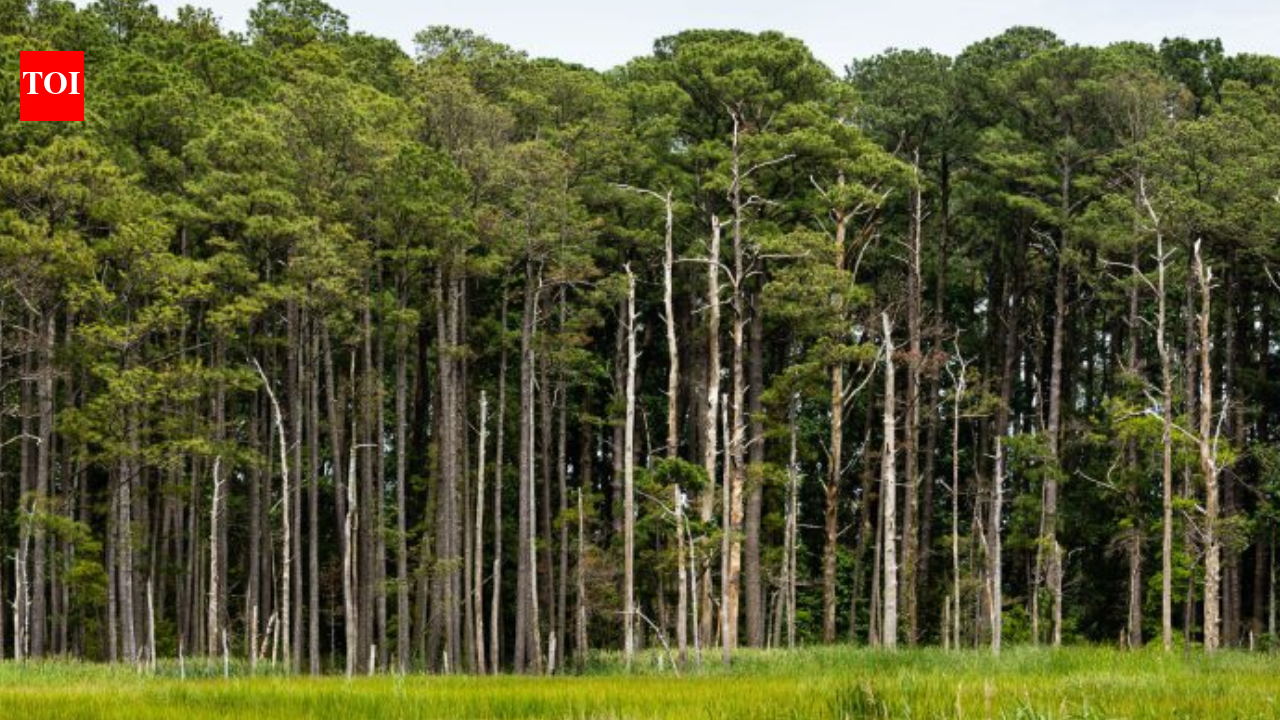 In 1990, Tennessee siblings planted 240 acres of former fields and pastures with loblolly pine...