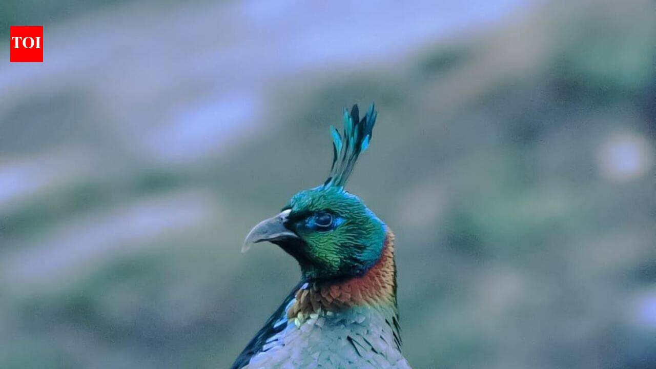 Photograph accompanying Himalayan monal shifts its call pitch amid human noise in a Kedarnath sanctuary valley