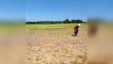 From floods to caterpillars: Fresh crop crisis hits Charaideo, Sivasagar