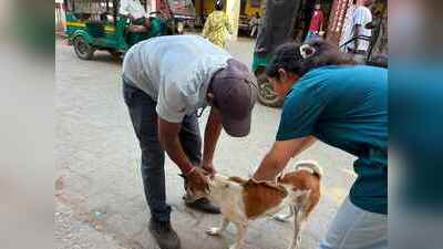 Anti-rabies drive vaccinates 1,485 stray dogs in Dibrugarh since Aug last year