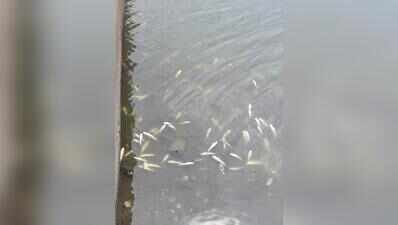 After Mula, mass fish kill spotted in Indrayani river near Alandi temple