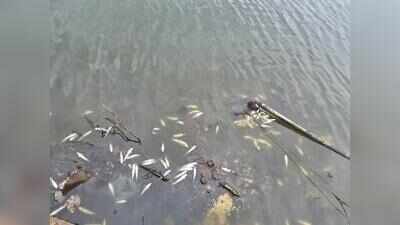 After Mula, mass fish kill spotted in Indrayani river near Alandi temple
