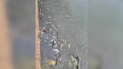 After Mula, mass fish kill spotted in Indrayani river near Alandi temple
