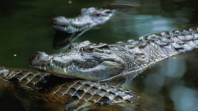 Israel is planning to surround prisons with crocodile-filled moats inspired by Trump's Alligator Alcatraz; now people are debating wildlife protection and land use