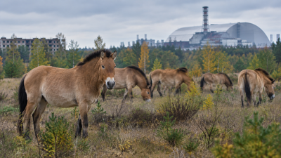In 1998, 31 Przewalski’s horses were brought to Chernobyl; deaths and poaching followed before their numbers reached 137 by 2018