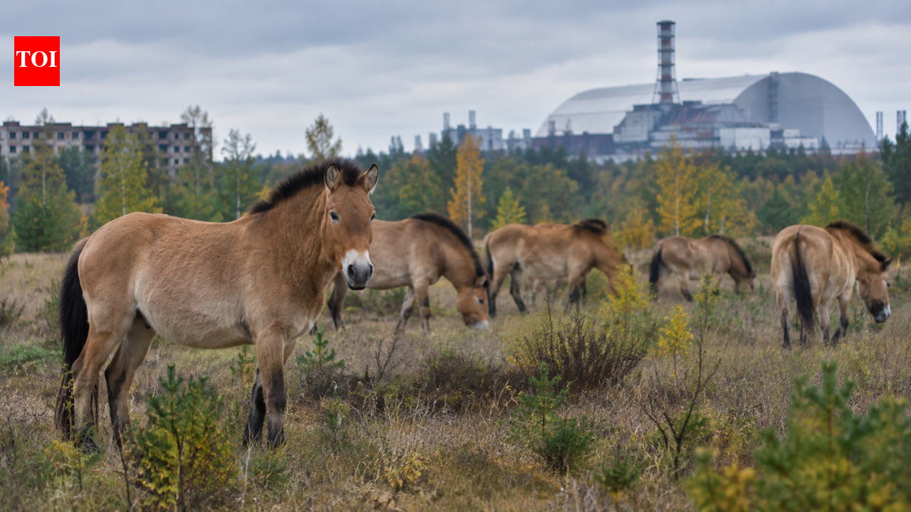 In 1998, 31 Przewalski’s horses entered Chernobyl and reached 137 by 2018