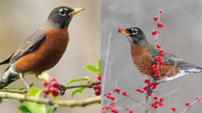 This one fruit in your garden can attract American Robins: Here’s what to put out and how to do it right