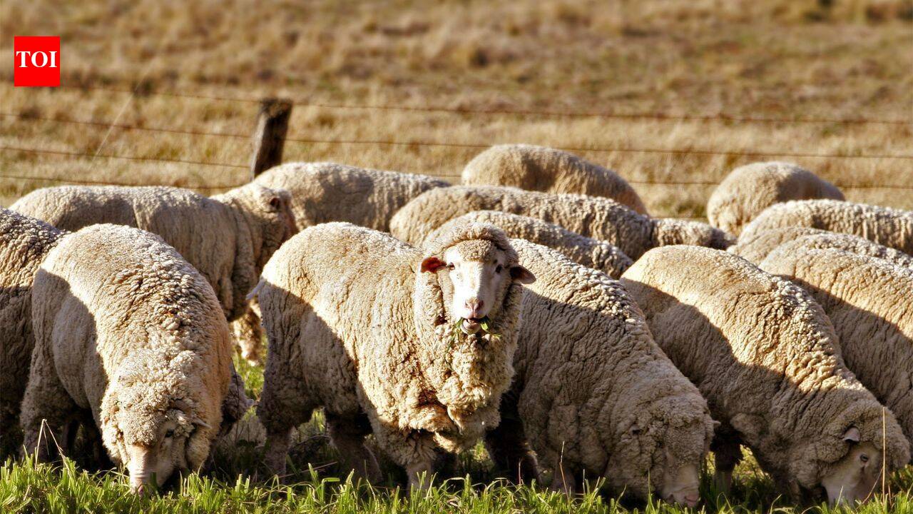 Texas farmer swaps cotton for sheep grazing, turning a $200,000 loss into $300,000 profit