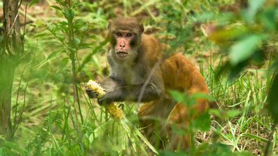 Nepal farmers are losing up to 90% of their maize to monkey and wild boars; getting compensation can require 12 documents for a payout capped at Rs 10,000