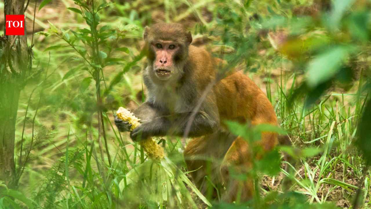 Nepal farmers lose up to 90% maize to wildlife; 12 documents needed for Rs 10,000 relief