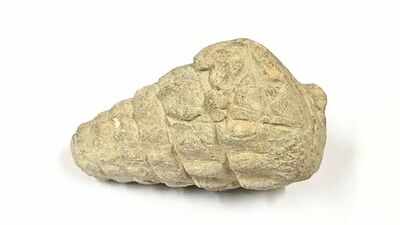 A 66-million-year-old gastropod fossil was found at a 5,000-year-old settlement in Ankara; ancient inhabitants may have brought it there