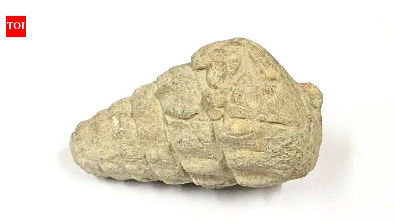 A 66-million-year-old gastropod fossil was found at a 5,000-year-old settlement in Ankara
