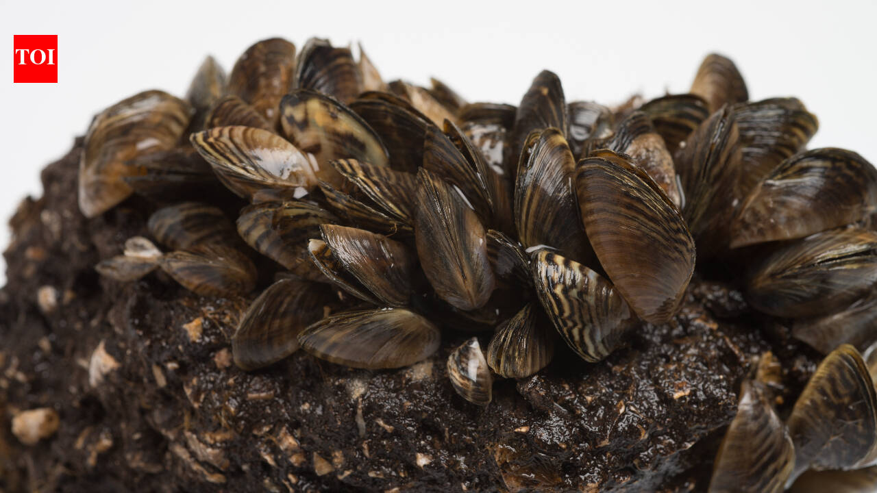 Michigan scientists kill 80% of invasive zebra mussels in five days with CO₂ mats