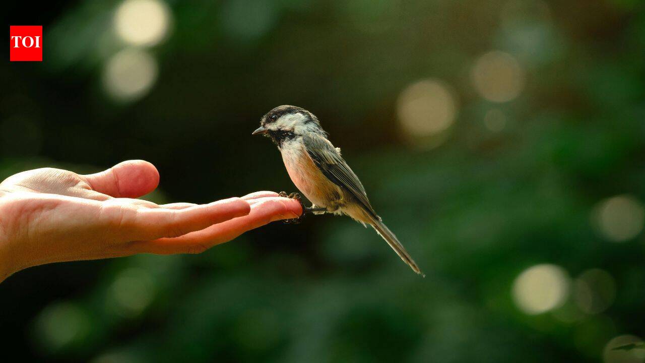Ashoka’s Complex Relationship With Animal Welfare