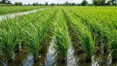Scientists turned rice plants into tiny power sources; the system also cut methane emissions from paddy cultivation
