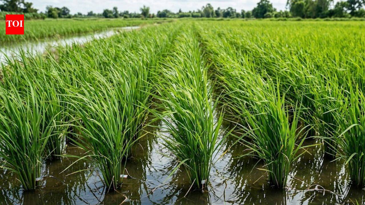 Scientists turned rice plants into tiny power sources and reduced methane from paddy fields