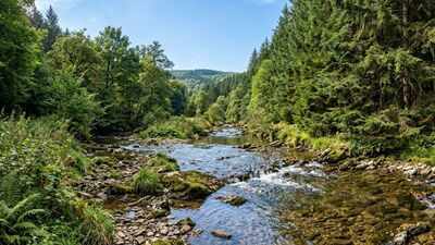 France planted Douglas-fir forests; scientists later found streams draining the plantations had up to 10 times more nitrate