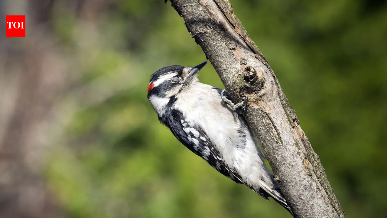 Why don't birds fall out of trees while sleeping? The unusual science behind the phenomenon