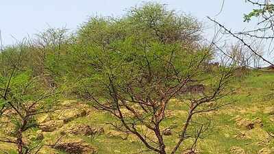 Sudan planted Acacia senegal across drylands; years later, older plantations had more carbon but grasslands still held more soil moisture